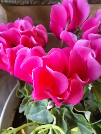 ガ-デンシクラメン