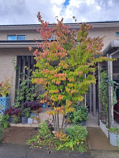 シンボルツリーの紅葉