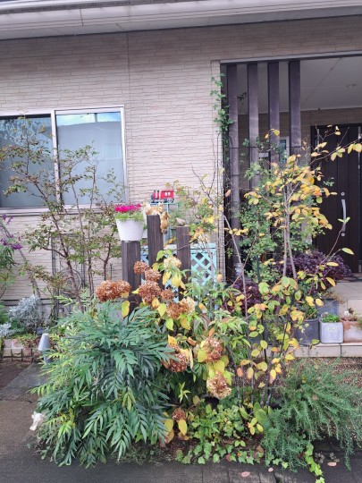 ジュ-ンペリ-の紅葉