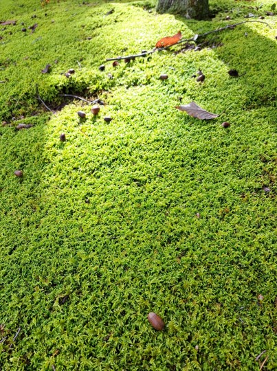 越前陶芸村公園広場
