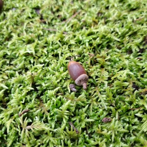 越前陶芸村公園/どんぐり