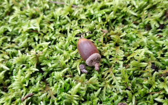 越前陶芸村公園/どんぐり