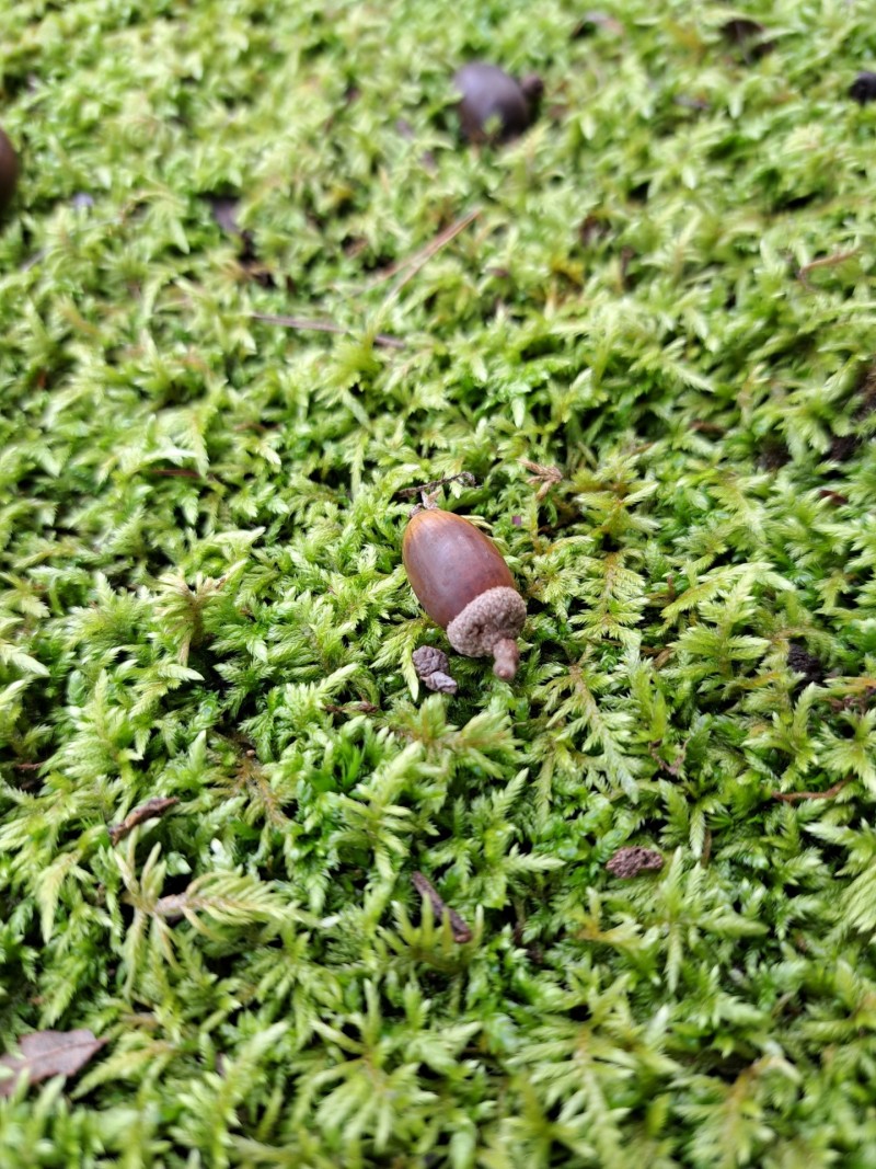 越前陶芸村公園/どんぐり