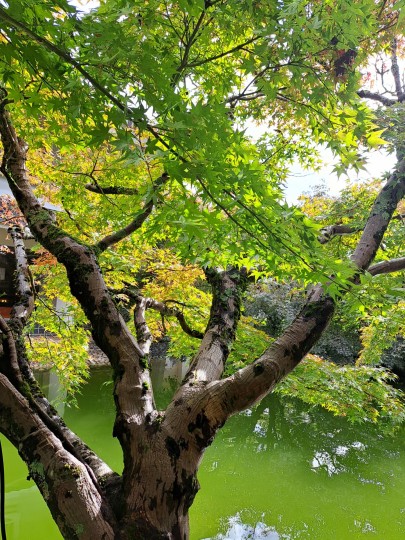 越前陶芸村/福井県陶芸館の日本庭園「幽石庭」