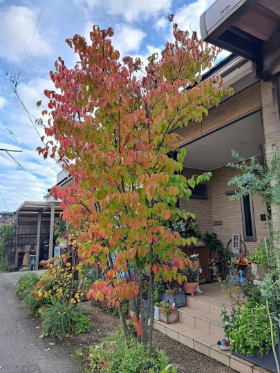 ヤマボウシの紅葉