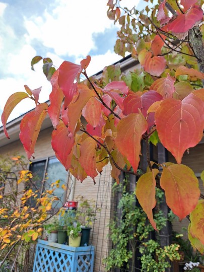 ヤマボウシの紅葉