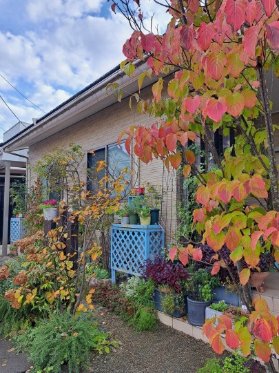 ヤマボウシとジューンペリーの紅葉