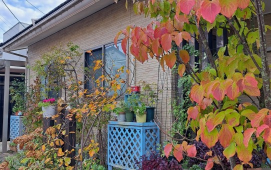 ヤマボウシとジューンペリーの紅葉