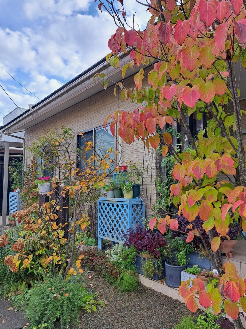 ヤマボウシとジューンペリーの紅葉