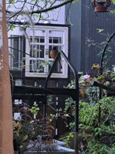 野鳥/ジョウビタキ