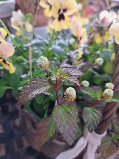 スイートハーブメキシカン