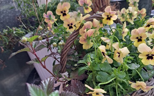 寄せ植え/メキシカンスイートハーブ/ビオラ・ピンクコアラ