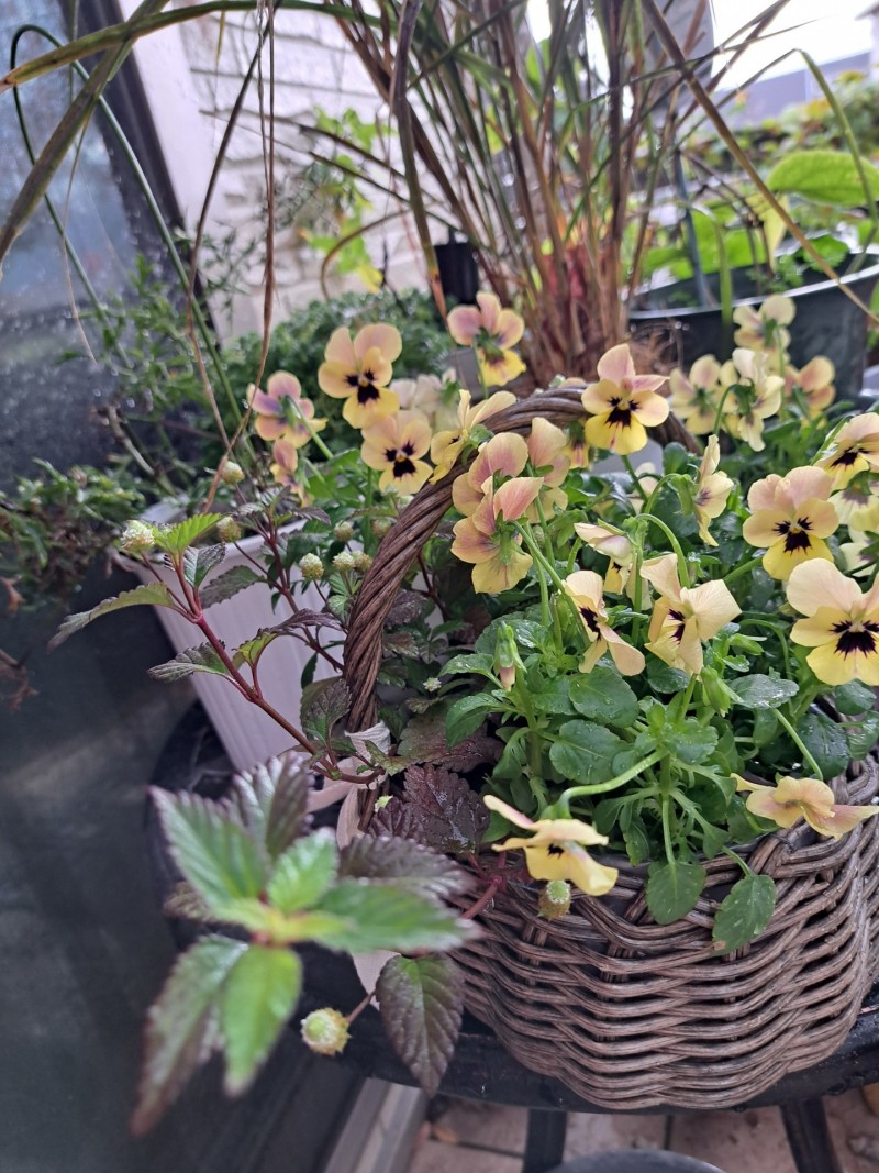 寄せ植え/メキシカンスイートハーブ/ビオラ・ピンクコアラ