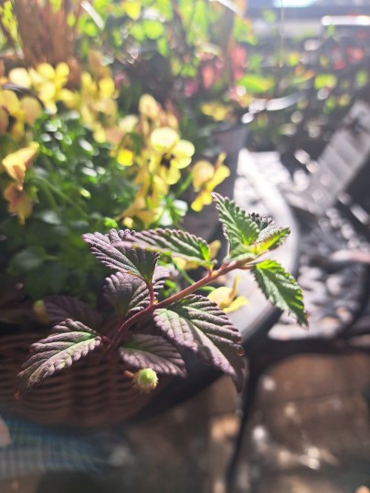 メキシカンスイートハーブ/ビオラ・ピンクコアラ