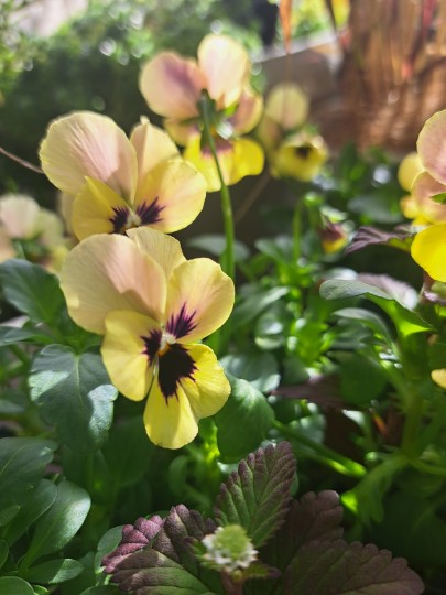 ビオラ・ピンクコアラ