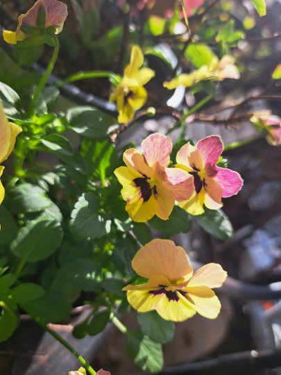 ビオラ・ピンクコアラ