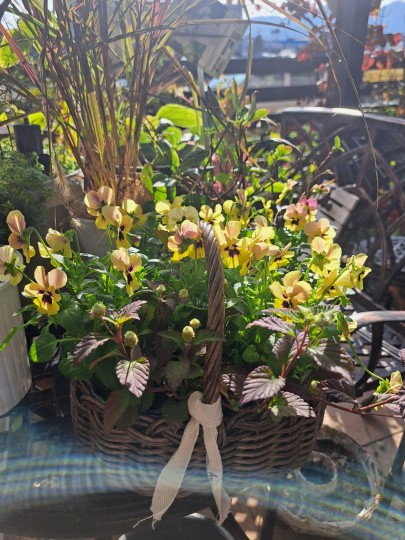 寄せ植え/メキシカンスイートハーブ/ビオラ・ピンクコアラ