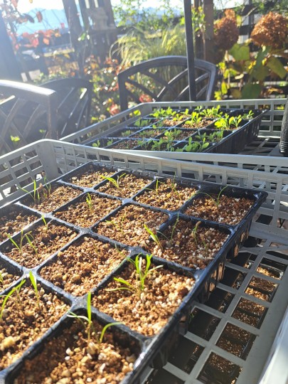 種蒔きっこの発芽