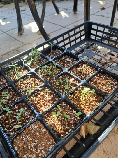 種蒔きっこ/チドリソウ