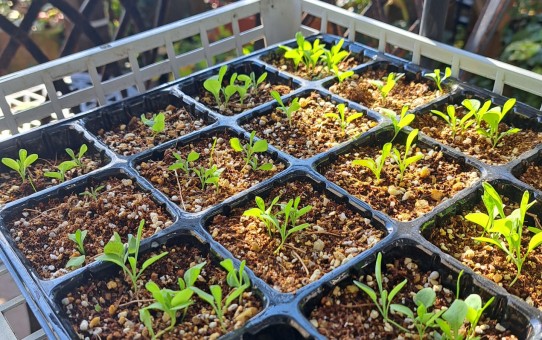 種蒔きっこ/オンファロデス