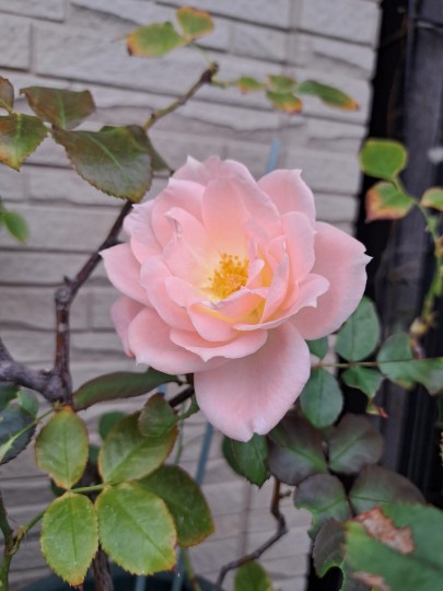 バラ・サマーレデイ