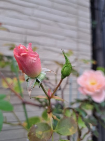 バラ・サマーレデイ