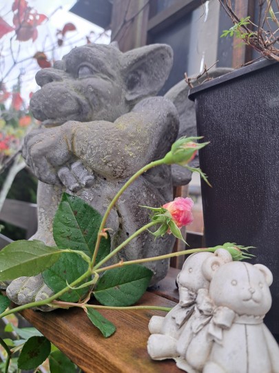 バラ・ジ オルブライトン ランブラ