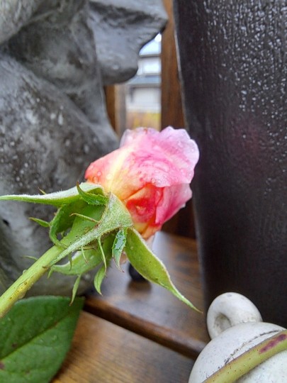 バラ・ジ オルブライトン ランブラ