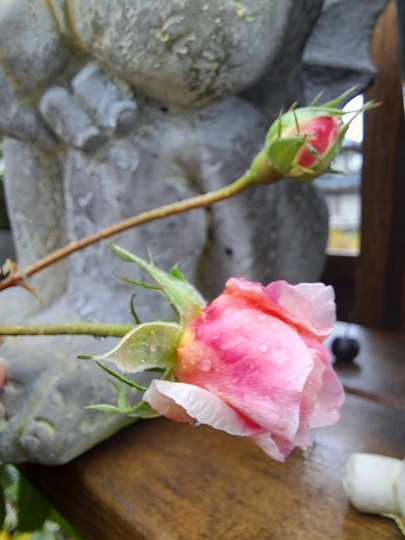 バラ・ジ オルブライトン ランブラ