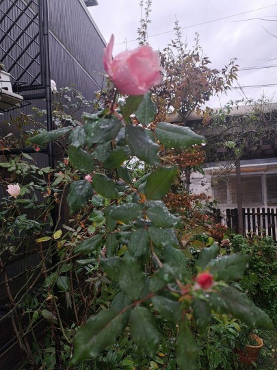 バラ・ブラッシングノックアウト