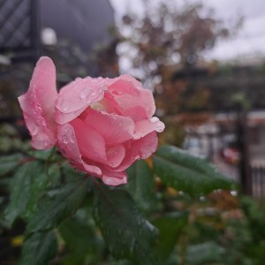 バラ・ブラッシングノックアウト