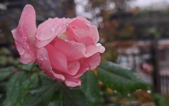 バラ・ブラッシングノックアウト