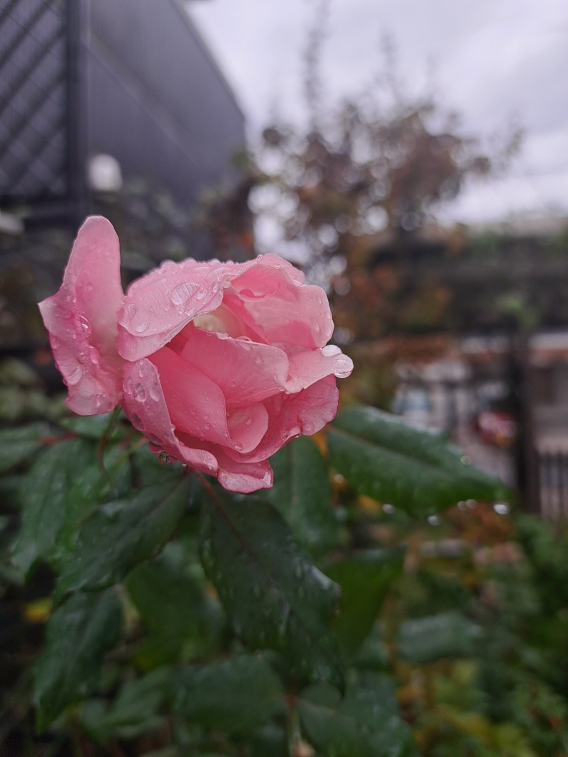 バラ・ブラッシングノックアウト