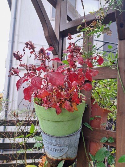 ルリマツリモドキの紅葉