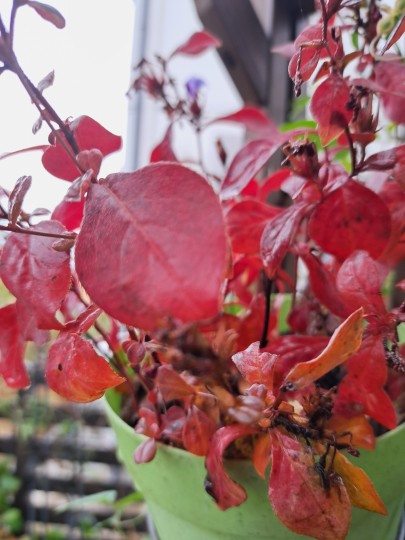 ルリマツリモドキの紅葉