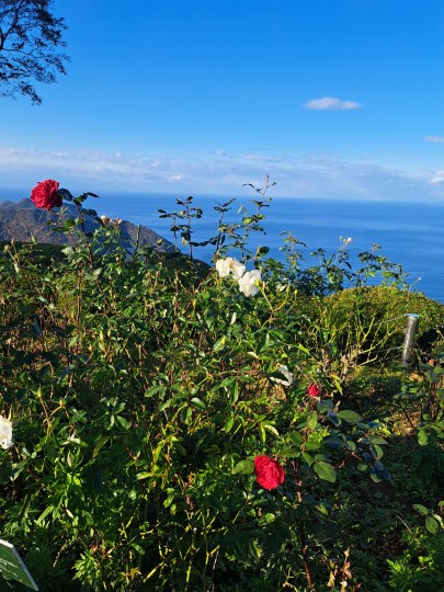 レインボーライン山頂公園パラ園と若狭湾