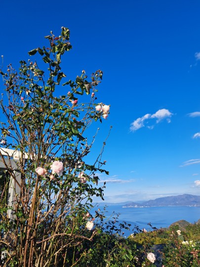 レインボーライン山頂公園のバラ園