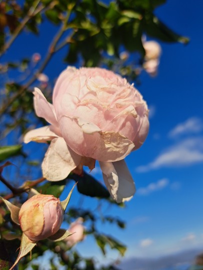 レインボーライン山頂公園のバラ