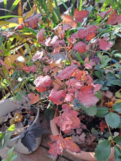 ヨ－ロッバブドウ・プルプレア