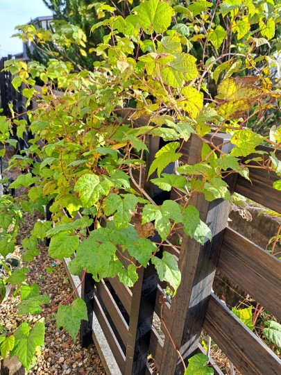 ノブドウの紅葉