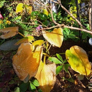 ホスタ(ギボウシ）の紅葉