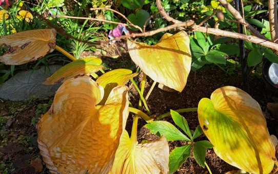 ホスタ(ギボウシ）の紅葉