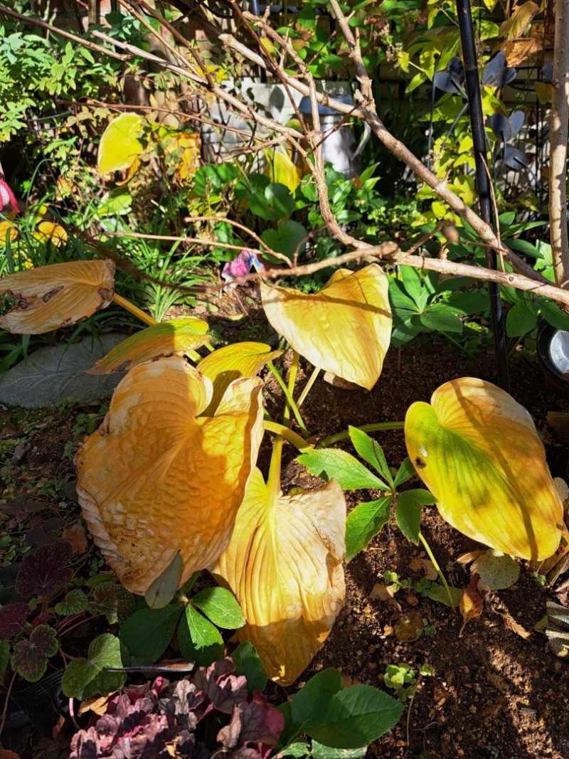 ホスタ(ギボウシ）の紅葉