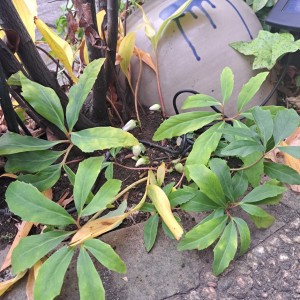 原種クリスマスローズ・ニゲル