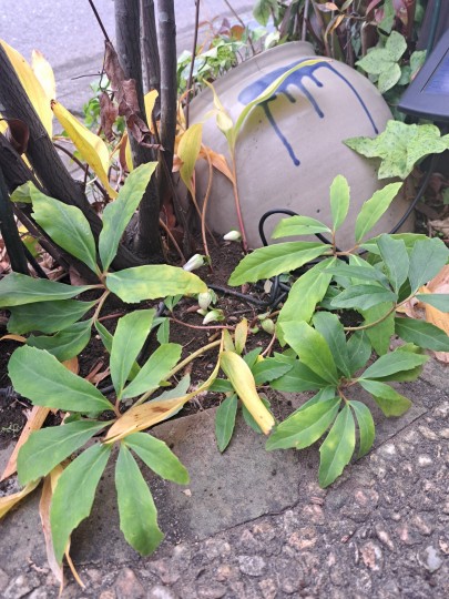 原種クリスマスローズ・ニゲル