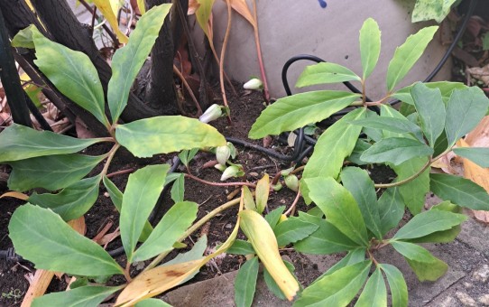 原種クリスマスローズ・ニゲル