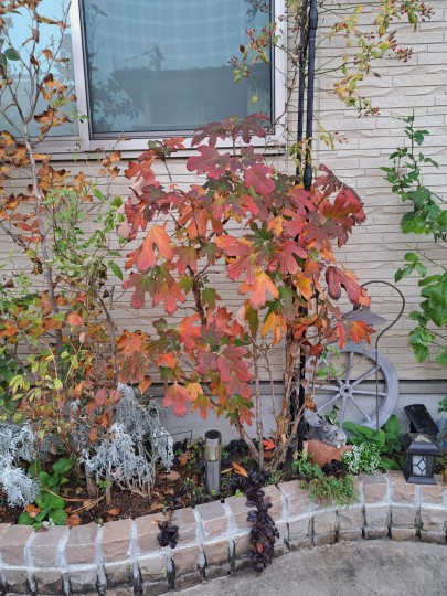 カシワバアジサイ・ピーウィー