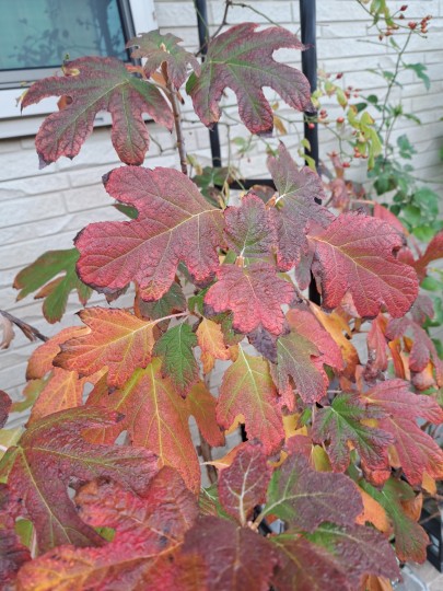 カシワバアジサイ・ピーウィー