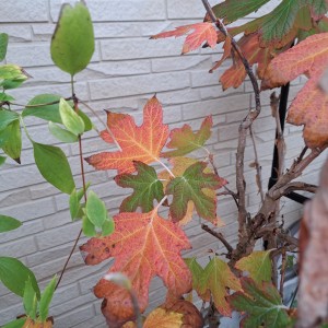 カシワバアジサイ・ピ－ウィ－