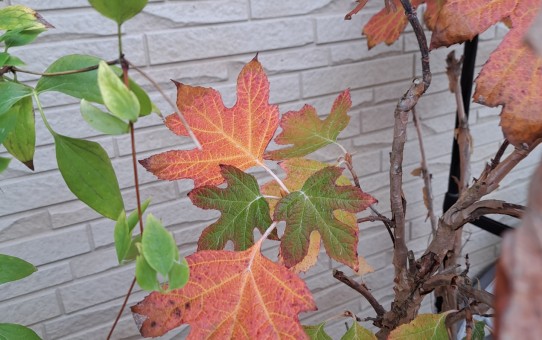 カシワバアジサイ・ピ－ウィ－